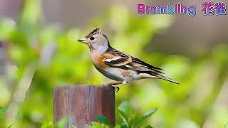 Brambling 花雀 [upl. by Harli633]