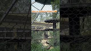 Gibbons  Assiniboine Park Zoo Winnipeg MB Canada shorts gibbons [upl. by Geibel280]