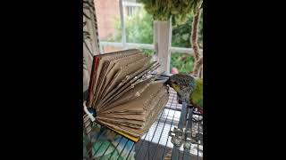 Conure with the Book Worm Parrot Toy [upl. by Elynad]