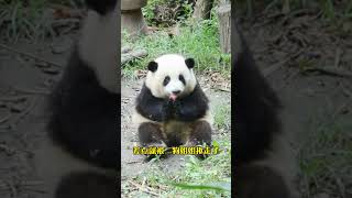 Grandpa Huahua help me Its so hard to eat a fruit Giant pandas and flowers National treasur [upl. by Rozalin912]