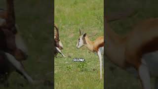 5 Incredible Gazelle Facts That Will Amaze You [upl. by Nrubloc416]