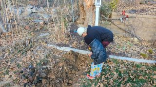 Planting almost 250 daffodils bulbs in the tree border My favorite little helper joined me [upl. by Kelson955]