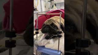 Short story on brachycephalic positioned for surgery [upl. by Eran121]