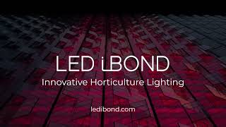 LED iBond greenhouse grow light  case Hjortebjerg [upl. by Celesta693]