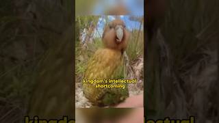 Kakapo shortvideo pets animalphotos animalpictures funny animals [upl. by Amej]