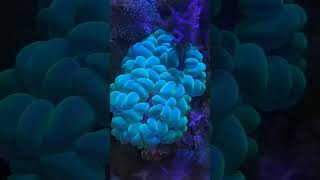 KORAL CENDOLAN TOXIC GREEN BUBBLE CORAL [upl. by Eciruam]