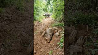 Wild Boar Living in Forest boar pig hogwart viral animal pigfarmvideo wildboar wildlife [upl. by Aikel228]