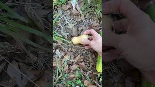 Winter squash And the last cucumber of the season offgrid garden squash cucumber shtf ￼ [upl. by Yar]