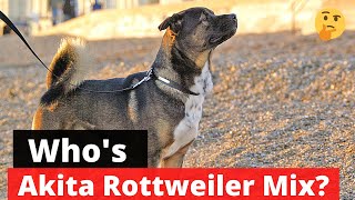 Akita Rottweiler Mix Interesting Facts and Traits about this Mixbreed [upl. by Wayne]