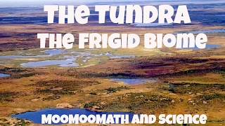 The Tundra Biome Facts [upl. by Manoop880]