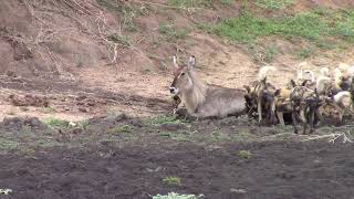 Pack of wild dogs catching waterbuck and unborn calve NOT FOR SENSITIVE VIEWERS Full version [upl. by Kohler]