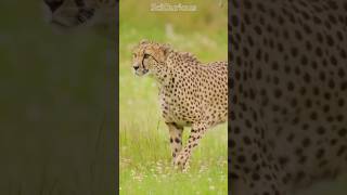 Wild Secrets Of Cheetah [upl. by Annoid]