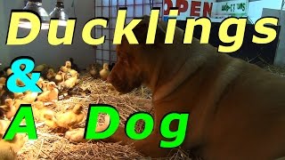 Really Big Dog amp 200 One Day Old Ducklings [upl. by Aynosal40]