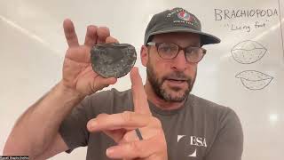 Lesson 5 Brachiopods [upl. by Ydarg]