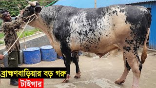 2024 ঈদে ব্রাহ্মণবাড়িয়ার ১ টন ওজনের বড় গরু টাইগার দাম সহ বিস্তারিত জানুন Big cow tiger price [upl. by Hannavas]