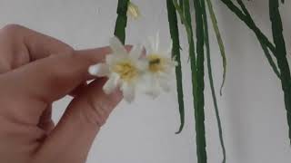 Blooming Lepismium Houlletianum and Lepismium bollivianum  Flowers of epiphytic cactus [upl. by Ecnerwal168]