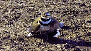 Killdeer Impressive Fake Injury Broken Wing Act  A great bird actor around New York City [upl. by Nahtannhoj]