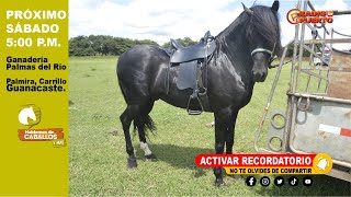 19 programa Hablemos de Caballos amp Más [upl. by Bobina]