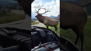 Elk Charges as Colorado Man Tries to Fix Truck  AccuWeather [upl. by Anay]