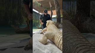 Leucistic Alligator Training Session‼️ gatorland whitealligator alligator [upl. by Kassey]