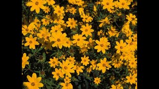 891  COREOPSIS  Full information of All Season Annual COREOPSISTICKSEED Plant Hindi Urdu 23 [upl. by Oeak]