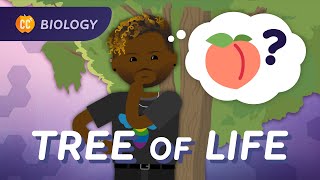 Biological Diversity Butts and the Tree of Life Crash Course Biology 18 [upl. by Anthiathia90]