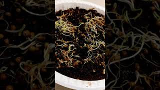 How to Germinate Dhania Seeds  Fastest Way to Germinate Coriander Seedsshorts [upl. by Rj]