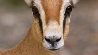 Les gazelles Dorcas  Documentaire animalier [upl. by Navetse]