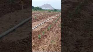 Intercrop of papayachillimarigold flowerfarming [upl. by Endaira]