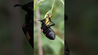 Pollination by insect insects beetle pollination pollinator shorts shortsfeed youtubeshorts [upl. by Basia]