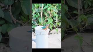 Kingfisher mating カワセミの交尾 [upl. by Waylen]