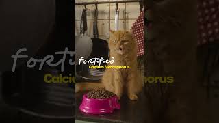 Pescatarian Diet for Cats Fish Protein Taurine amp Essential Nutrients with Good Cat [upl. by Gnik]