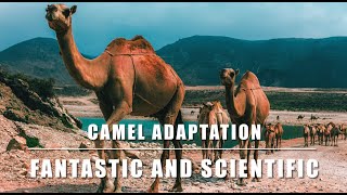 Camels Camel Camels Adaptation Adaptation In Camels Camel Adaptation adaptation Camels Camels [upl. by Rika]