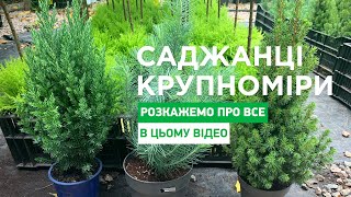 САДЖАНЦІ КРУПНОМІРИ  AgroMarketua  саженцы крупномеры [upl. by Hedelman]