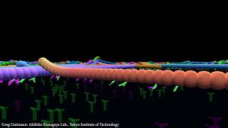 A look at Motor Proteins in a Microtubule Gliding Assay Simulation [upl. by Trix]