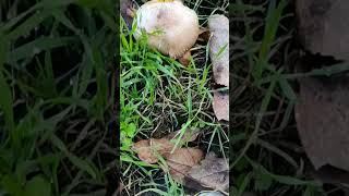 Agaricus xanthodermus Champiñón que causa trastornos intestinales [upl. by Nedyrb661]