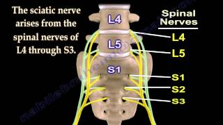 Sciatic Nerve  Anatomy  3D animation  Everything You Need To Know  Dr Nabil Ebraheim [upl. by Ahsratan]