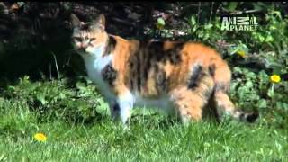 Cats 101 Domestic Shorthair YouTube [upl. by Hubbard]