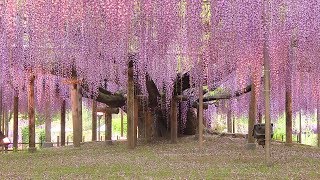 New Life for an Old Wisteria [upl. by Steiner]