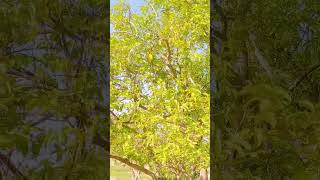 Beautifil tree  Dilawer Vlogs [upl. by Rosemare]