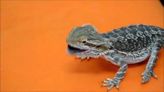 Bearded dragon Pogona vitticeps feeding האכלת חרדון מזוקן [upl. by Dare49]