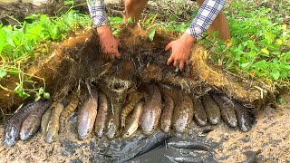 Unique Mud Fishing Video Find amp Catch Snakehead Fish and Catfish Form Mud in Small Pond [upl. by Arannahs]