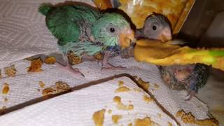 Breeding Parrotlets info [upl. by Yrovi355]