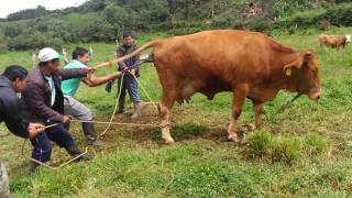 PARTO DE UNA VACA CON DIFICULTAD EN COHECHÁN ¿CÓMO SE AYUDÓ  PARTE 3 [upl. by Bartko850]