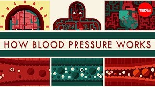 How blood pressure works  Wilfred Manzano [upl. by Podvin]