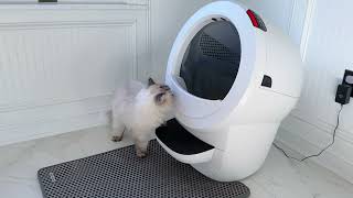 We never scoop our cats litter  thanks to LitterRobot [upl. by Anytsirk]