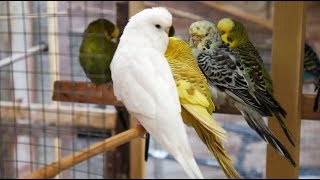 2 Hours of Budgies Singing Playing and Talking  Play For Your Budgie [upl. by Seditsira885]