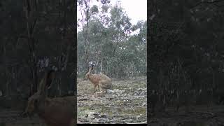 European Hare in Victoria Australia [upl. by Nov]