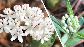 Aquatic Milkweed Crash Course  Milkweed Plant Basics [upl. by Llenahs]