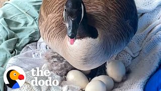 Mama Goose Decides To Lay Eggs On Womans Porch  The Dodo [upl. by Adnohsor]